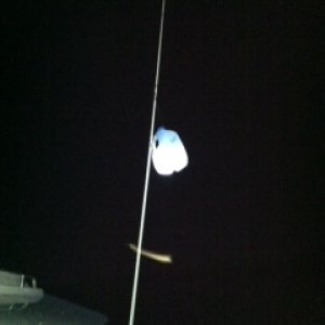 my improvised anchor light brought frogs from all over the lake !