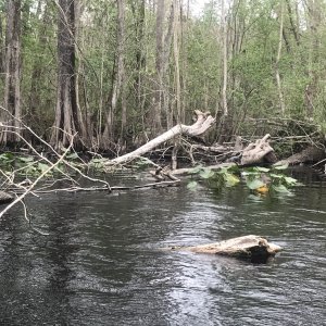 Find the gator.   Its a small one.