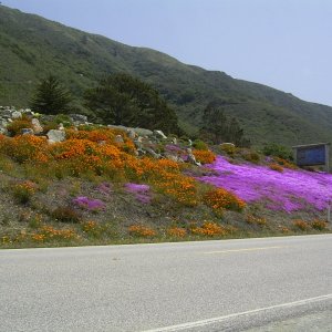 Had to take this pic of the flowers along Highway 1