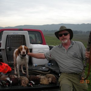 Sadie's first pheasant hunt