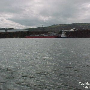50 Tug Mary B with fish barge