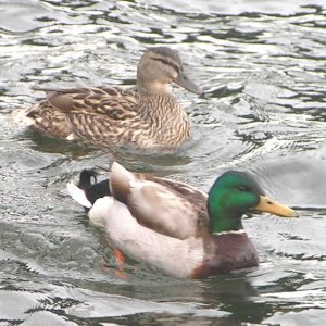 (Pat Anderson) - Mr. and Mrs. Duck