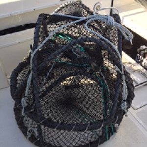 Commercial shrimp pots