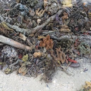 Only a scientist would appreciate the next series of beach stuff.