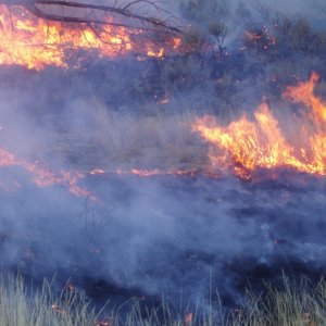 100 acre burn off to create grassy range land