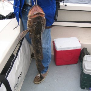 Nice Lingcod