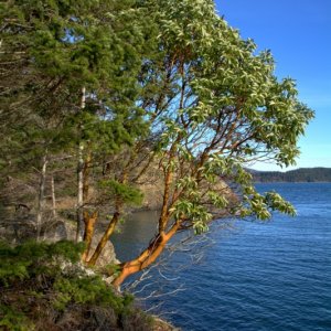 Madrona trees on Cypress