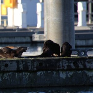 A group of river otters eating crab on the docks in Anacortes is a common sight in the quiet winter months.