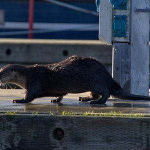 River otter eating crab
