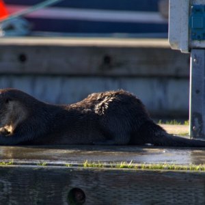 River otter on dock, eating a crab