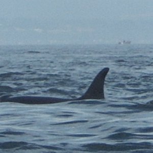 Aug 2005 off W San Jaun.