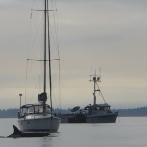 Sunday morning as I was eating breakfast three whales appeared inside Ewing Cove on Sucia!  I was a bit slow with the camera, but the first one surfaced 15' off the swim step of the boat next to me!