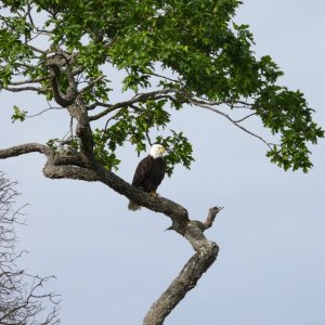Eagle - Connover Cove Wallace I.JPG