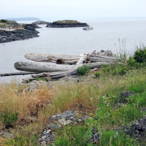 Mitlenatch I - 1.JPG