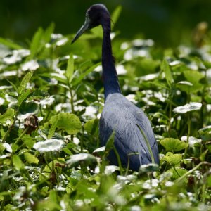 Little Blue Heron