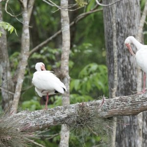 White Ibis