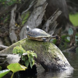 Turtle stretch