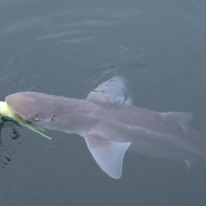 Spiney Dogfish