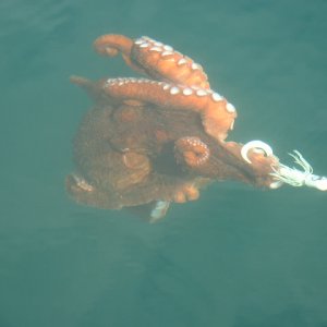 (416rigby) More bait stolen