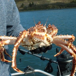 King crab