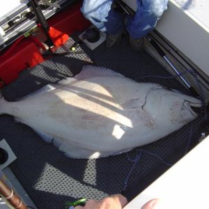 Big halibut