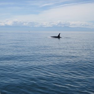 Orca south of Lopez in the San Juans