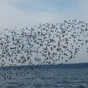 They were flying over a large log floating in the middle of the Narrows. The log was occupied by 4 seagulls, but they gave up their perch after a few fly overs by the group.
