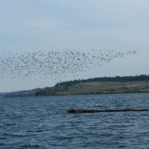 I assume that the log was a rest stop in the peeps migration, as the tide was high and no beach was available.