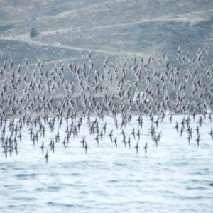 Incredible formation flying.