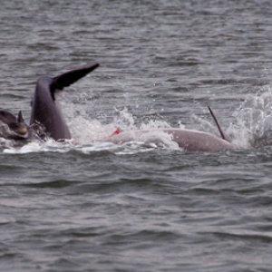 More dolphins
