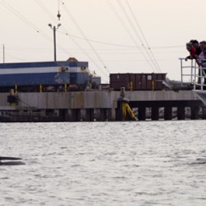 Dolphin watch boat