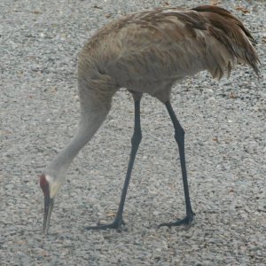 Sandhill Crane