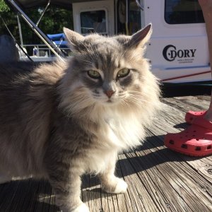 beautiful boat kitty