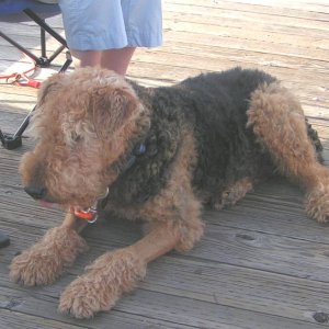 (Pat Anderson) - Winston (C-Puffin)