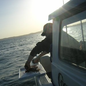 (Jeff and Diane) Jeff Cleaning Fish