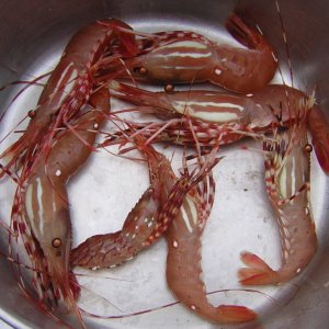 (Jeff and Diane) Shrimp Dinner