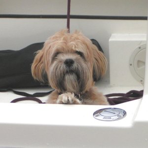 (Pat Anderson) - Oscar in the Cockpit