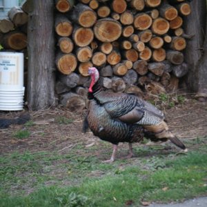 turkey in la conner
