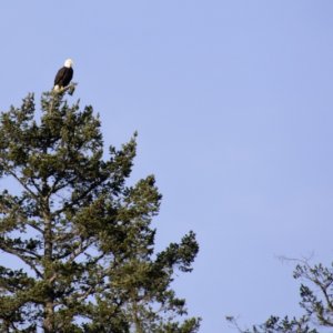 Bald Eagle watching us in Friday Harbor