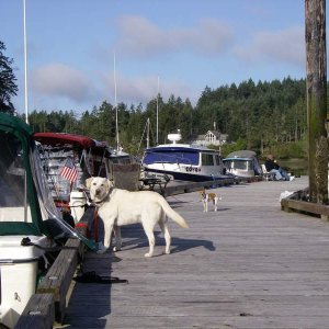 Dock Dogs Gus (Sea Coaster) and Chloe (Rock-C)