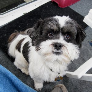 Baxter in Cockpit at Sucia 1-16-11