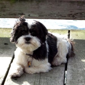 Baxter Barrett Anderson, Dog of the Dock 1-16-11