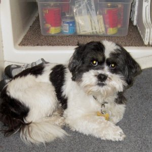 Baxter Barrett Anderson, Ship\'s Dog 1-17-11