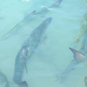 100"s huge Tarpons at Robbies Dock, Est 200 lbs
