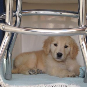 Murphy has found his spot on the Comfortably Numb...in the berth...a good place to nap.