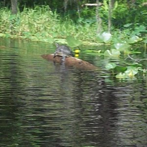 Media 'turtle' in album '"Blues Cruiser" Pounce Inlet, FL'