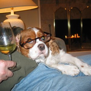 Toby the boat dog- a good read and a fine chardonney