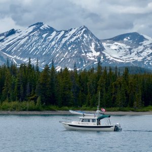 Silvertip on Lake Atlin in NW British Columbia, June, 2017