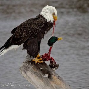 War Eagle