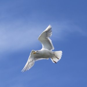 Bird 2